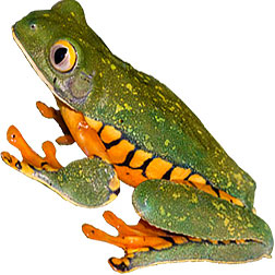 Monkey Tree Frogs